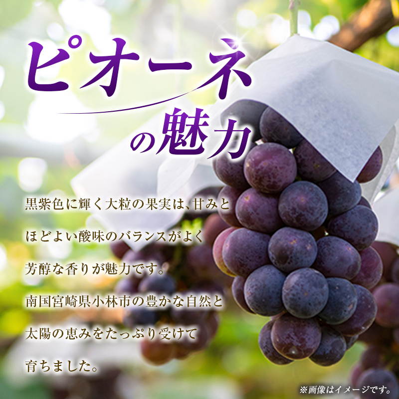 【令和8年発送 先行予約】小林市産 ピオーネ 2kg（ぶどう ブドウ ピオーネ フルーツ 果物 くだもの 先行受付 限定） 2.0kg程度