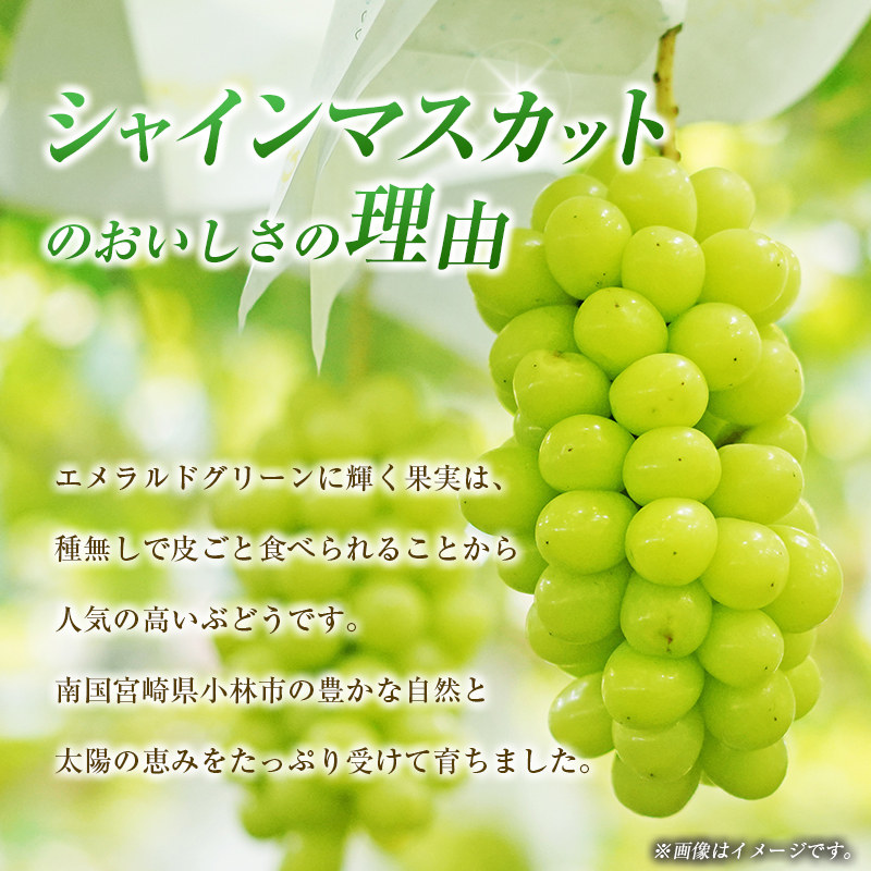 【令和8年発送 先行予約】小林市産 シャインマスカット 1kg（ブドウ ぶどう シャインマスカット マスカット フルーツ 果物 先行受付 限定） 1.0kg程度