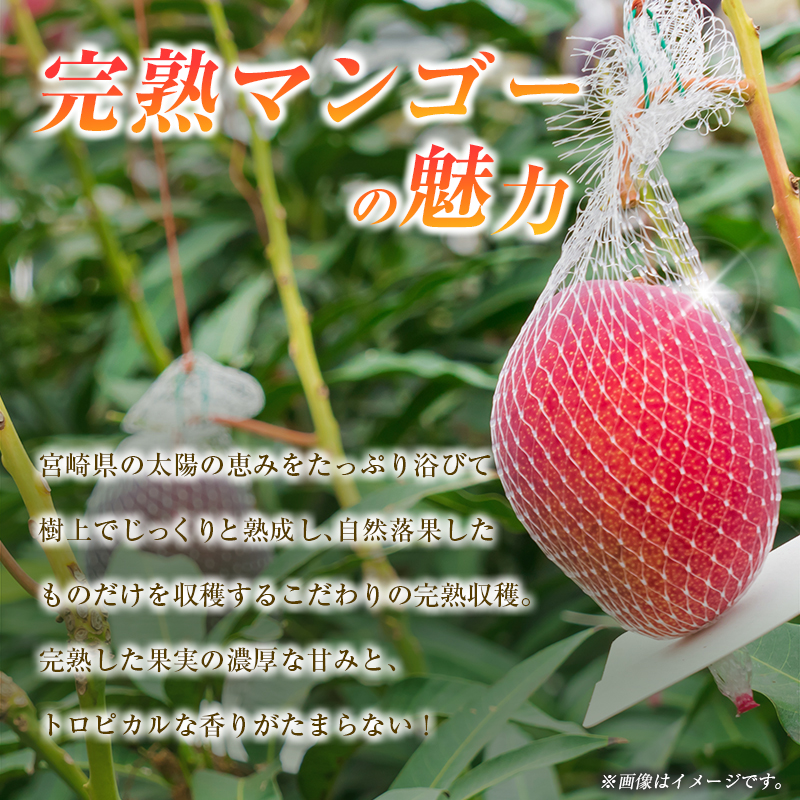 【令和8年発送 先行予約】完熟マンゴー 2L×2玉（フルーツ マンゴー 完熟マンゴー アップルマンゴー 果物 くだもの 先行受付） ２L×２玉