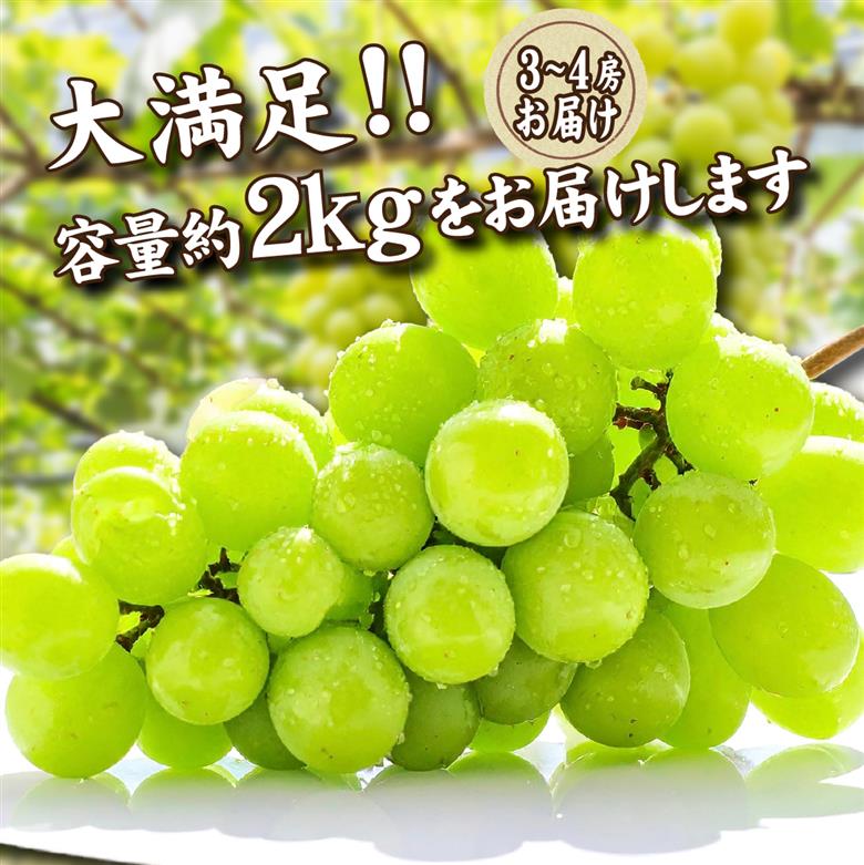 【2026年発送 先行予約】農場直送・朝摘み樹上完熟シャインマスカット 2kg程度
