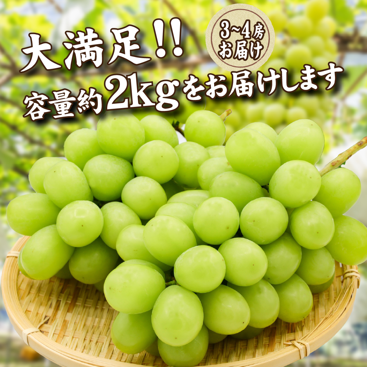 【2026年発送 先行予約】農場直送・朝摘み樹上完熟マスカ・サーティン 2kg程度（ブドウ ぶどう シャインマスカット 希少 先行受付 2026 宮崎県）