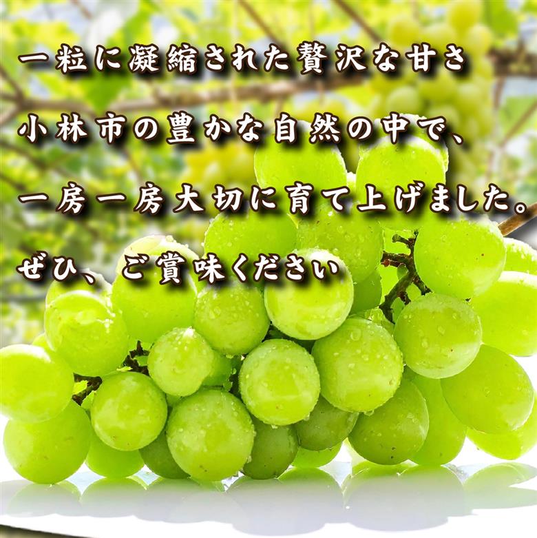【2026年発送 先行予約】特選大房朝摘み完熟シャインマスカット1房 750g程度（ブドウ ぶどう フルーツ シャインマスカット 先行受付 2026 宮崎県）