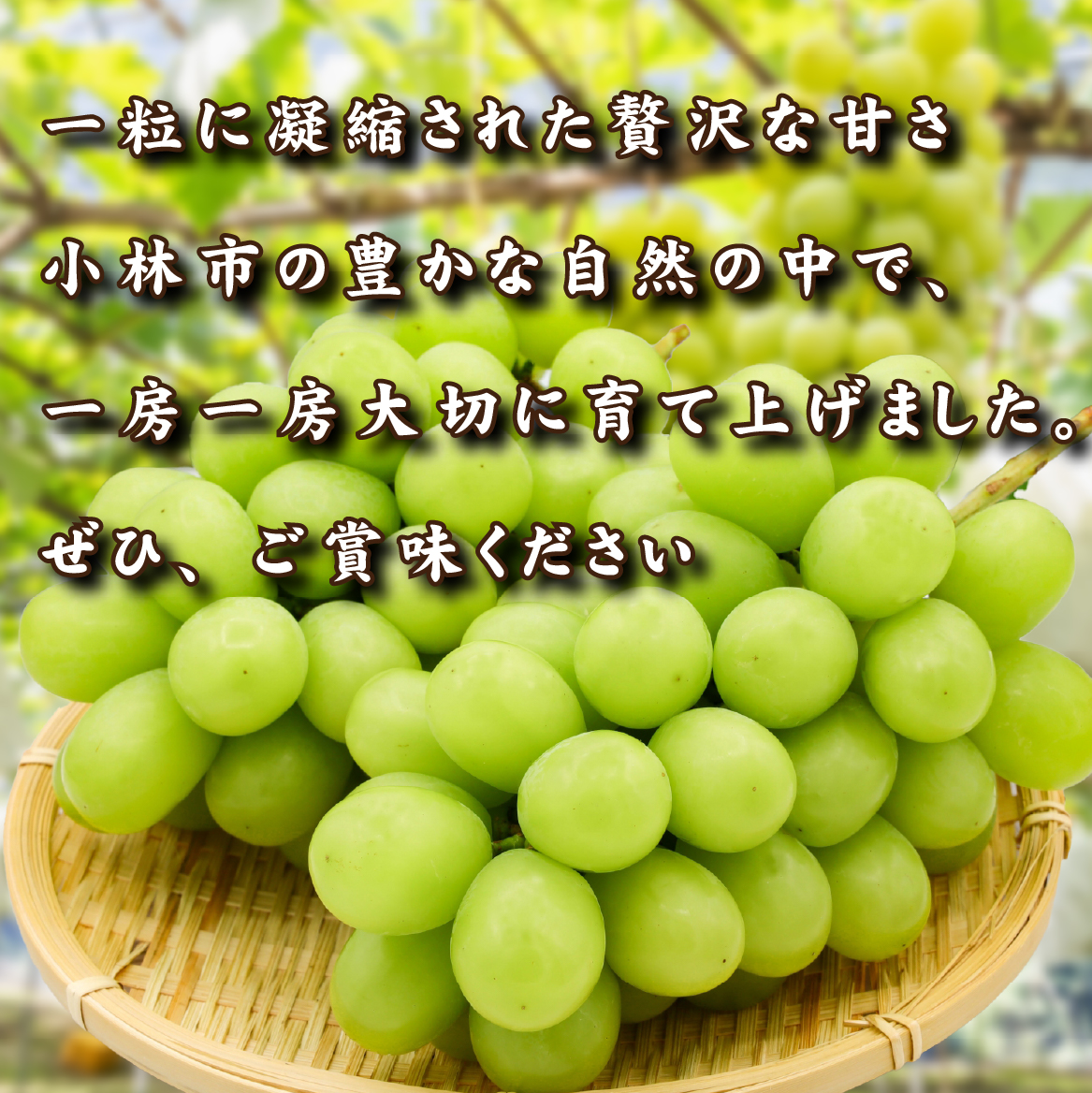 【2026年発送 先行予約】特選大房朝摘み完熟マスカ・サーティン1房 750g程度（ブドウ ぶどう シャインマスカット 希少 先行受付 2026 宮崎県）