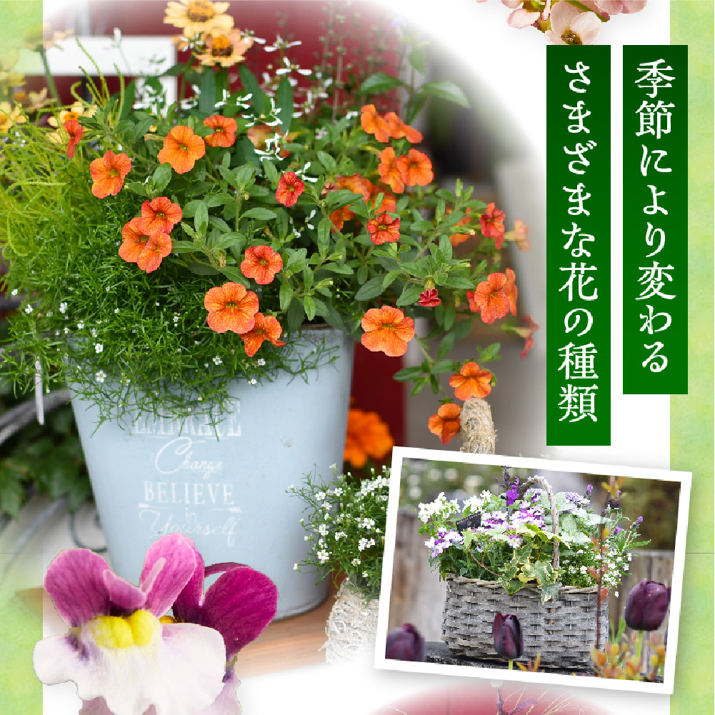 【お手軽ガーデニング】季節の寄せ植え（風の丘ガーデン） ギフト寄せ植え 贈答用寄せ植え 母の日 誕生日 記念