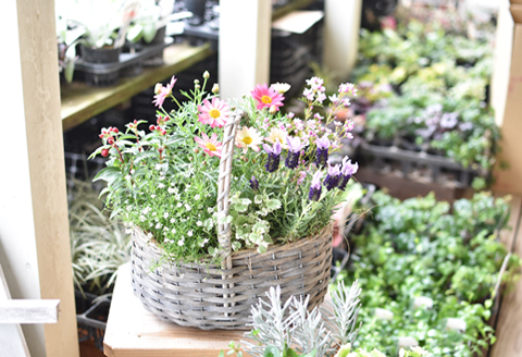 【お手軽ガーデニング】季節の寄せ植え（風の丘ガーデン） ギフト寄せ植え 贈答用寄せ植え 母の日 誕生日 記念