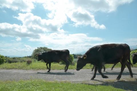【黒毛和牛専門店厳選】A5等級宮崎牛のとろけるロース