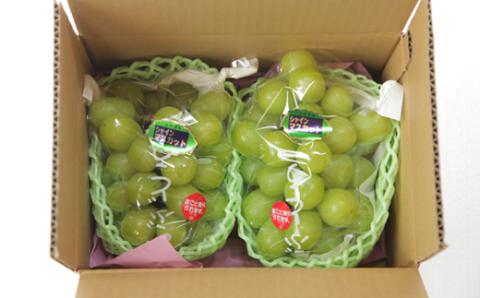 【令和8年発送 先行予約】新鮮シャインマスカット2房 1.1㎏程度（果実 フルーツ ぶどう マスカット 2026 先行受付 人気 限定 宮崎 小林市）