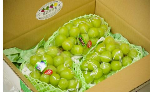 【令和8年発送 先行予約】贅沢シャインマスカット1.8kg程度（果実 フルーツ ぶどう マスカット 2026 先行受付 人気 限定 宮崎 小林市）