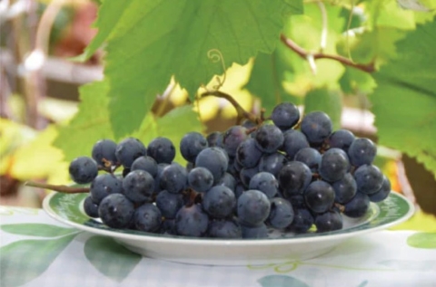 【高原の赤ワイン】メルロー　1ダース