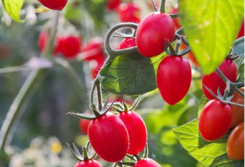 まるごとトマトギフト<OGAWA　FARM>