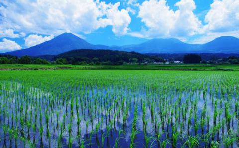 【生活応援米】湧水で育った小林市産ブレンド米 10kg（国産 お米 米 精米 ブレンド米 白米 家庭用）