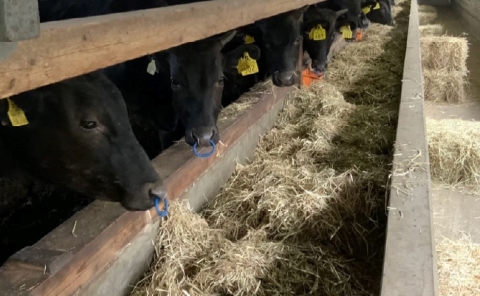 【自社農場宮崎牛】柏原和牛モモ　しゃぶしゃぶ・すき焼き用　1キロ