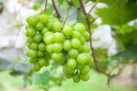 【先行予約！フルーツ定期便：全5回】こばやし季節のフルーツ　Cコース（先行予約 先行受付 国産 フルーツ シャインマスカット マンゴー 数量限定 産地直送 送料無料）