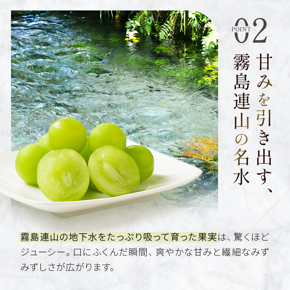 【先行受付・産直もぎたて】大玉 特選 シャインマスカット 800g（国産 フルーツ 果物 くだもの ブドウ ぶどう 旬 先行受付 2026 大玉 厳選 限定）