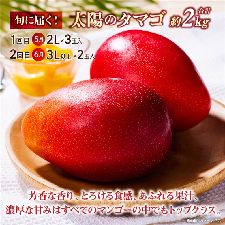 【先行予約！マンゴー定期便・全2回】小林市産 完熟マンゴー 「太陽のタマゴ」コース（定期便 フルーツ フルーツ定期便 2026 マンゴー 先行予約 太陽のタマゴ 宮崎 小林市 果物 人気）