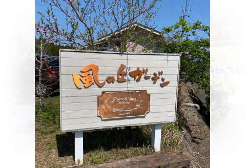 【ドライガーデンで人気】ユッカ・ロストラータ（ユッカ ドライガーデン 観葉植物 植物 観賞用 希少）