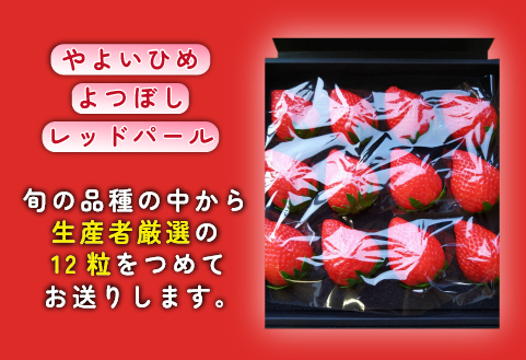 【生産者厳選】新鮮採れたて プレミアムいちご 12粒（苺 イチゴ いちご 大粒 フルーツ 2026 産地直送 贈答用 プレゼント 限定）