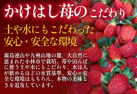 新鮮採れたて 朝摘みいちご 4パック（苺 イチゴ いちご フルーツ 2026 産地直送 限定）