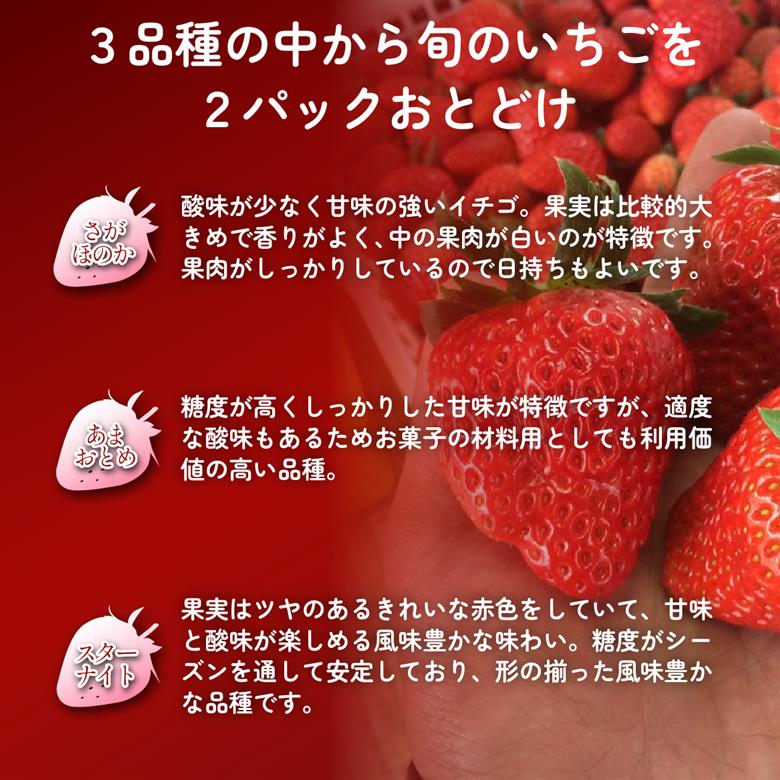 【先行受付】小林市産 朝摘み新鮮いちご 詰め合わせ （250g×2パック） 苺 イチゴ 果物 贈答用 プレゼント 先行予約