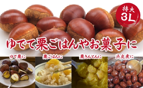 【期間・数量限定】ブランド栗「須木栗」3Lサイズ 2kg程度（生栗 マロン 栗 果物 フルーツ 限定 秋 旬）