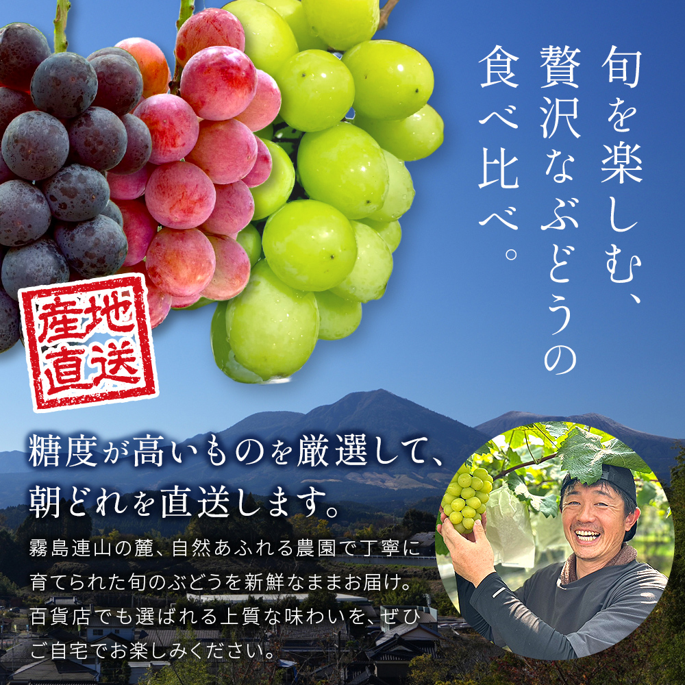 【2026年発送 先行予約】旬のぶどう３種食べ比べ アソート 計2kg程度（ シャインマスカット オーロラブラック・ピオーネ クイーンニーナ ） ぶどう ブドウ シャインマスカット シャイン マスカット フルーツ 果物 ぶどう食べ比べ
