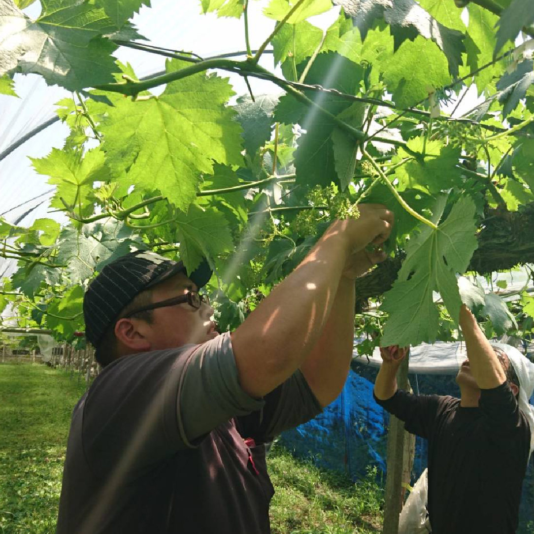 【先行予約】シャインマスカット 2kg（3～4房 国産 ブドウ シャイン マスカット 果物 産地直送 数量限定 限定）