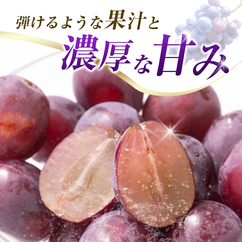 【令和8年発送 先行予約】小林市産 ピオーネ 1kg（ぶどう ブドウ ピオーネ フルーツ 果物 くだもの 先行受付 限定）  1.0kg程度