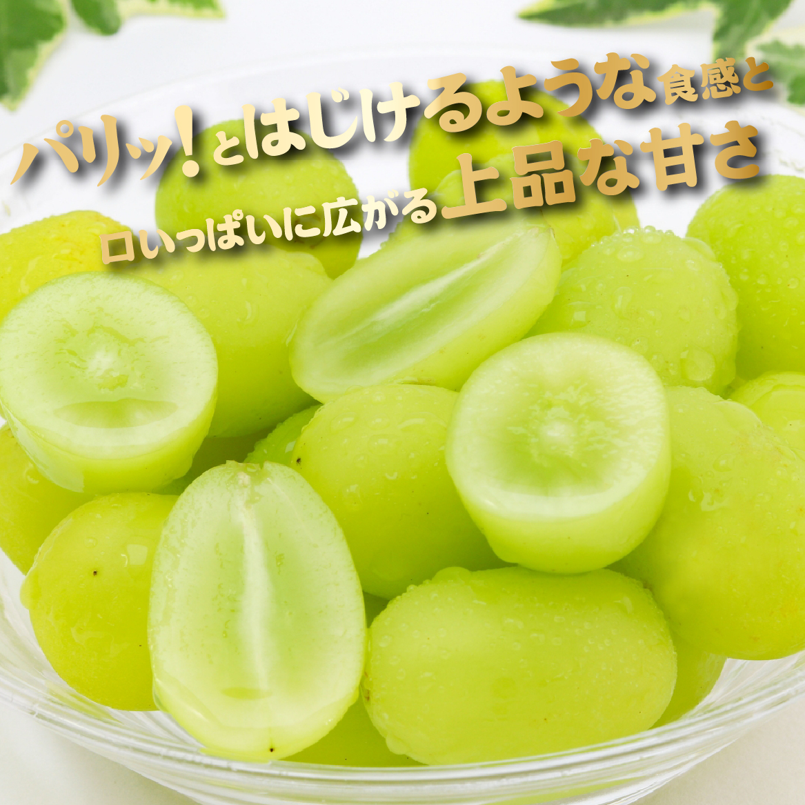 【2026年発送 先行予約】農場直送・朝摘み樹上完熟シャインマスカット 2kg程度