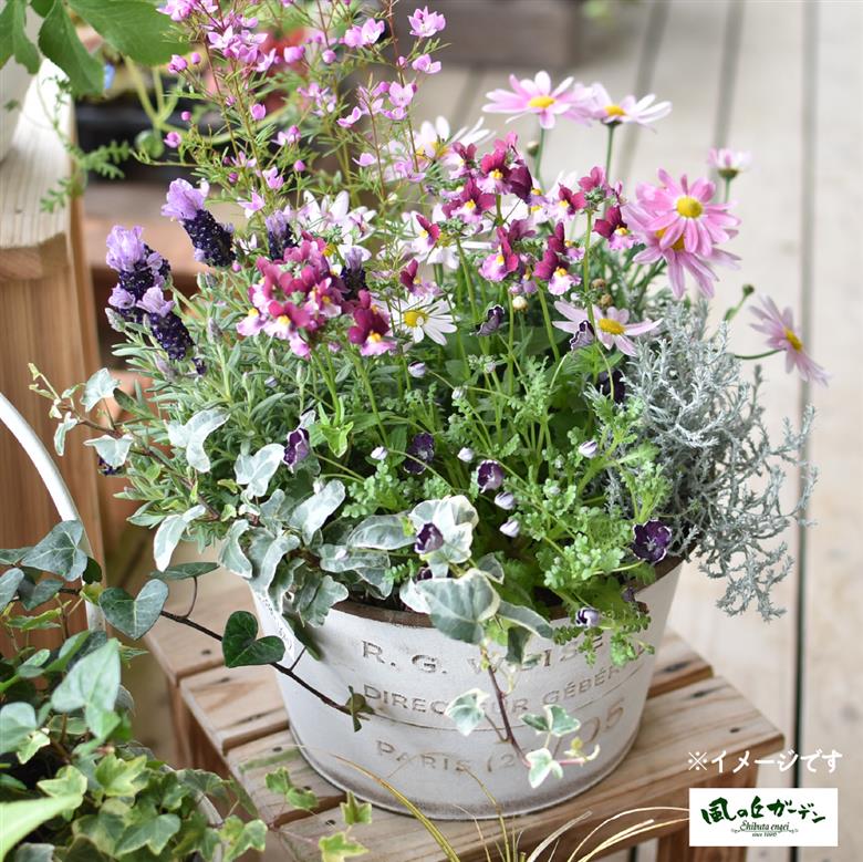 【定期便3回】季節の寄せ植え（ガーデニング ギフト寄せ植え 贈答用寄せ植え 母の日 誕生日 記念 定期便）