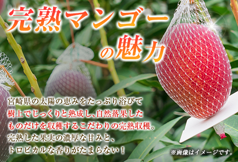 【定期便・全2回】完熟マンゴーとシャインマスカット定期便（マンゴー 完熟マンゴー アップルマンゴー ブドウ ぶどう マスカット 定期便）