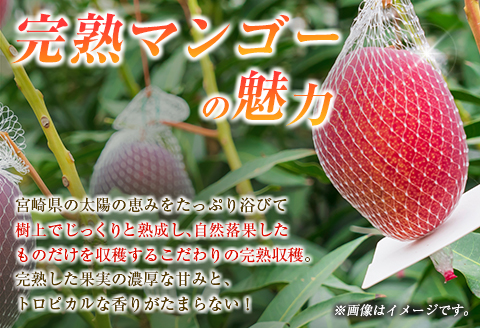 【定期便・全2回】完熟マンゴーとピオーネ定期便（マンゴー 完熟マンゴー アップルマンゴー ブドウ ぶどう 種なし ピオーネ 定期便）