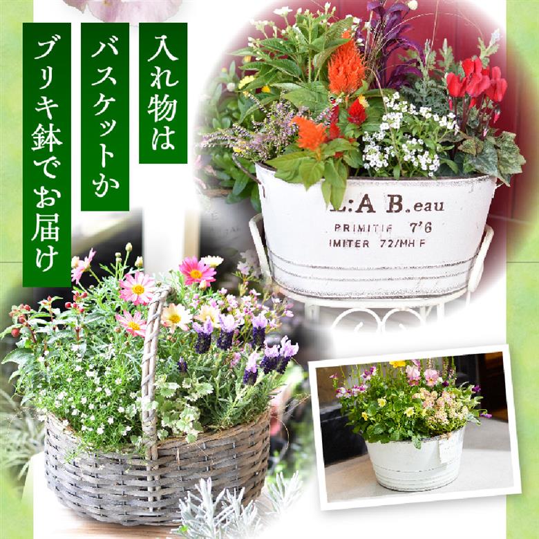 【お手軽ガーデニング】季節の寄せ植え（風の丘ガーデン） ギフト寄せ植え 贈答用寄せ植え 母の日 誕生日 記念