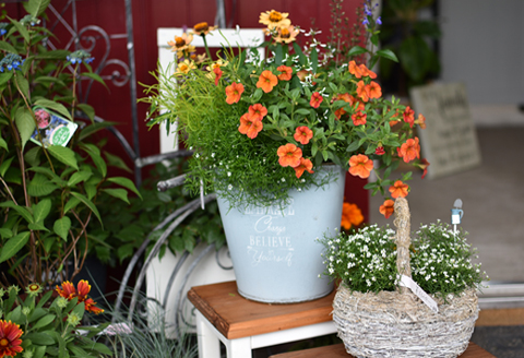 【お手軽ガーデニング】季節の寄せ植え（風の丘ガーデン） ギフト寄せ植え 贈答用寄せ植え 母の日 誕生日 記念