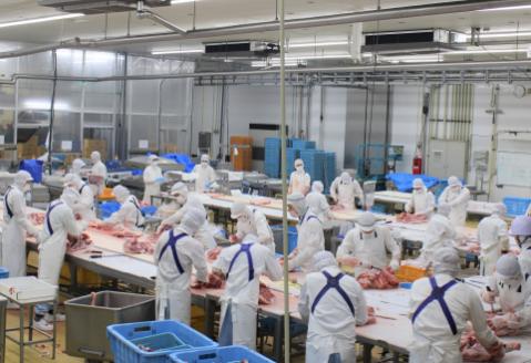 九州産豚切り落とし　2.4㎏（300g×8P 国産 豚肉 切り落とし 真空包装 冷凍 送料無料）