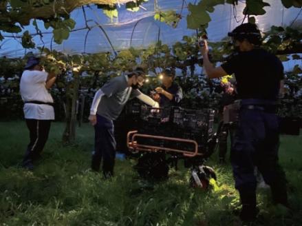 【高原の熟成ワイン】マスカットベリーA（樽熟成）　1ダース