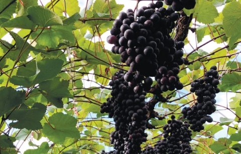 【高原のフレッシュワイン】マスカットベリーA（ロゼ）　1ダース