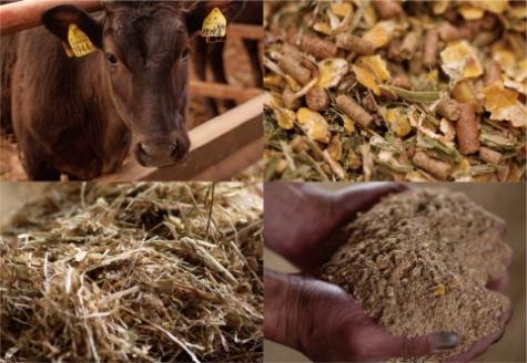 【生産直送】 国産 牛肉 宮崎牛 おためしすき焼き用　500ｇ×１Ｐ（お肉 モモ ウデ すき焼き 焼肉 赤身 スライス）