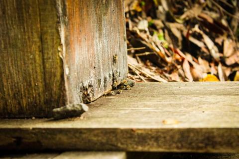 【山奥で採れる天然地蜜】天然100％純粋蜂蜜 600g