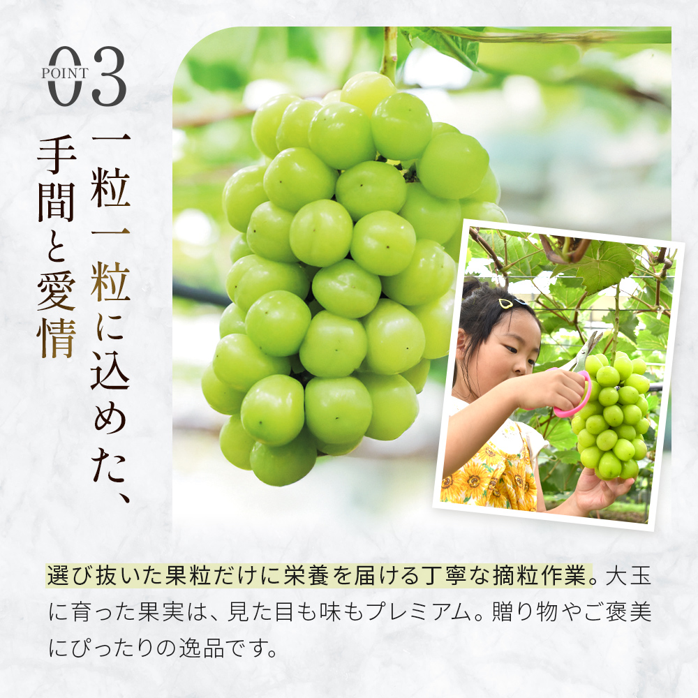 【先行受付・産直もぎたて】大玉 特選 シャインマスカット 800g（国産 フルーツ 果物 くだもの ブドウ ぶどう 旬 先行受付 2026 大玉 厳選 限定）