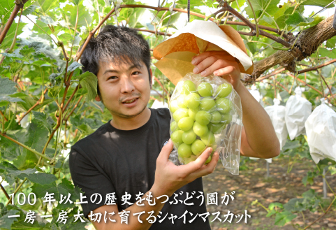 【先行予約 令和8年発送】シャインマスカット等と旬の梨セット計2kg（フルーツ 果物 くだもの シャインマスカット ブドウ 先行受付 2026 贈答用 プレゼント 限定）