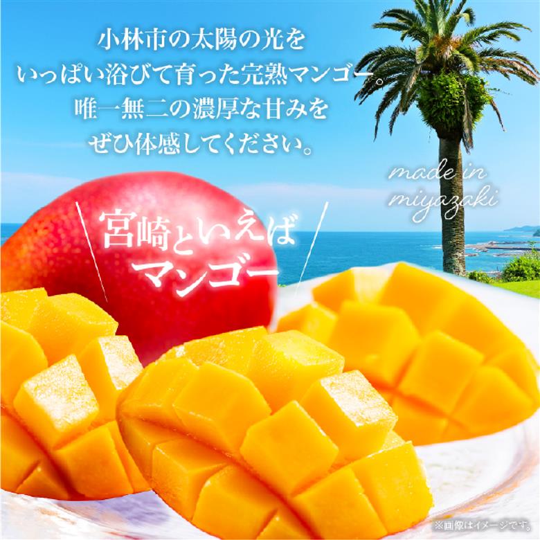 【先行予約！マンゴー定期便・全2回】小林市産 完熟マンゴー 「太陽のタマゴ」コース（定期便 フルーツ フルーツ定期便 2026 マンゴー 先行予約 太陽のタマゴ 宮崎 小林市 果物 人気）