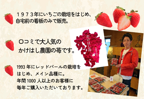 新鮮採れたて 朝摘みいちご 4パック（苺 イチゴ いちご フルーツ 2026 産地直送 限定）