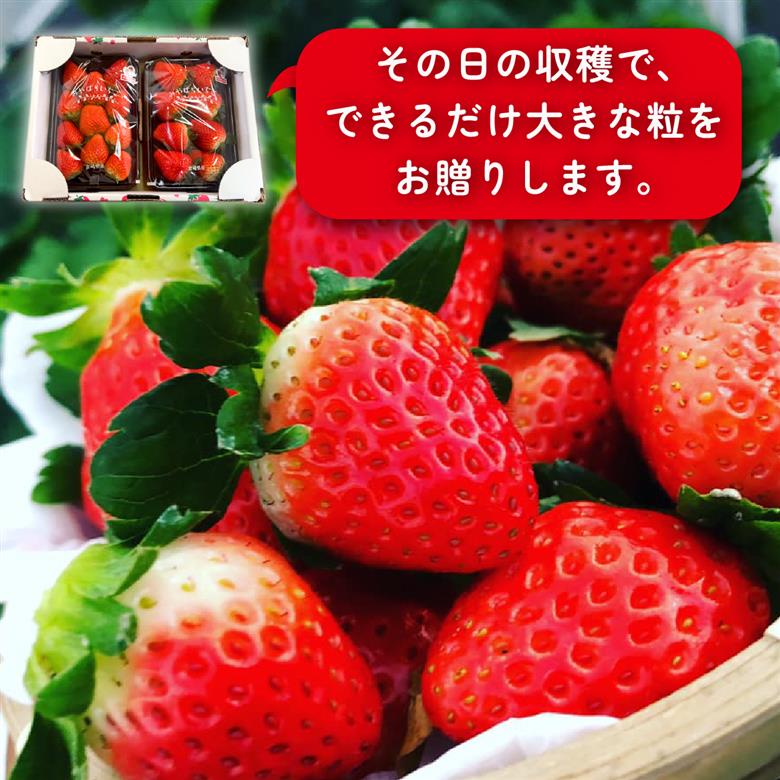 【先行受付】小林市産 朝摘み新鮮いちご 詰め合わせ （250g×2パック） 苺 イチゴ 果物 贈答用 プレゼント 先行予約