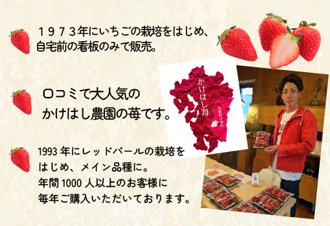 【大粒厳選】プレミアムいちご レッドパール 5粒（果物 フルーツ イチゴ 苺 いちご 大粒 大玉 贈答用 プレゼント 2026 期間限定）