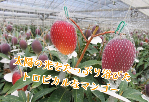 めろめろメロンと宮崎マンゴーアイスセット（アイス シャーベット マンゴー メロン スイーツ）