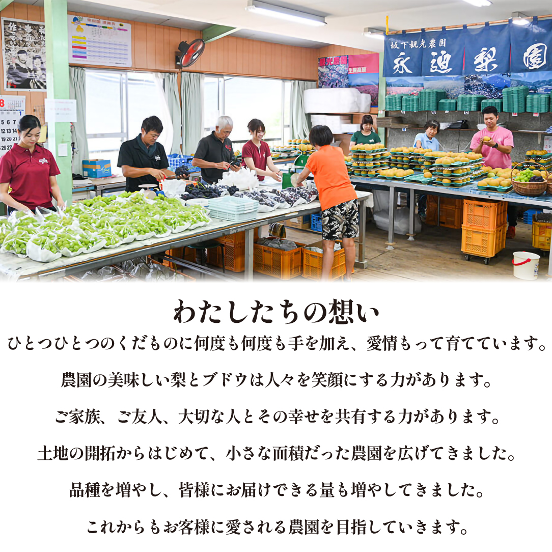 【2026年発送 先行予約】シャインマスカット 2kg程度（3～4房 ぶどう ブドウ マスカット フルーツ 果物 先行受付 数量限定）