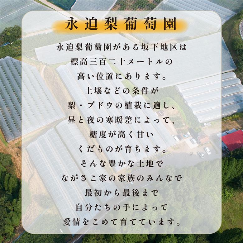 【2026年発送 先行予約】旬の梨詰め合わせ 4kg（梨 なし ナシ 果物 フルーツ 2026 先行受付 限定）