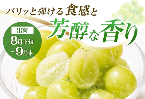 【定期便・全2回】完熟マンゴーとシャインマスカット定期便（マンゴー 完熟マンゴー アップルマンゴー ブドウ ぶどう マスカット 定期便）