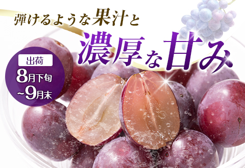 【定期便・全2回】完熟マンゴーとピオーネ定期便（マンゴー 完熟マンゴー アップルマンゴー ブドウ ぶどう 種なし ピオーネ 定期便）