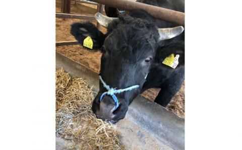 2020年ファーストクラス採用倉薗牧場宮崎牛生ハム